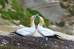 Australasian Gannet